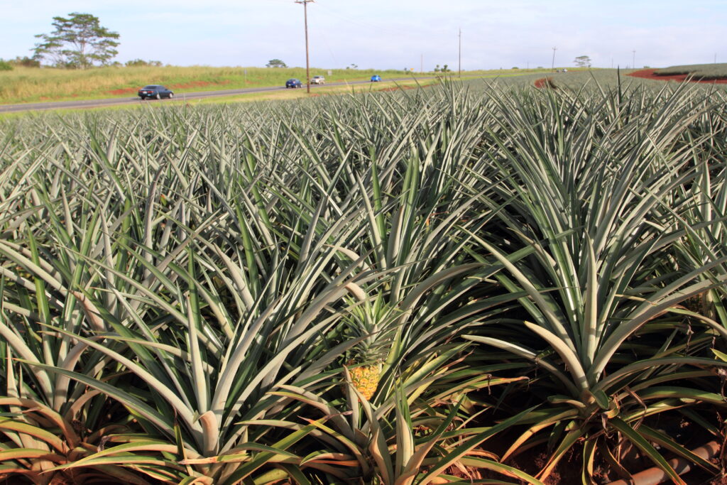 Pineapple Farming Profit Per Acre