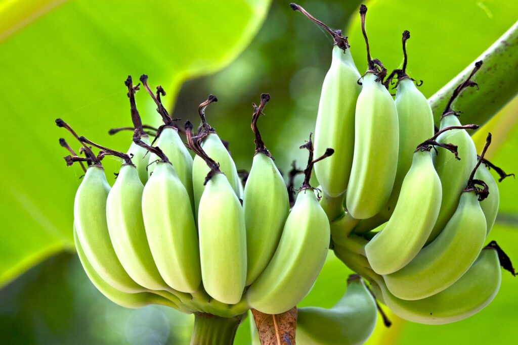Banana Farming Profit Per Acre