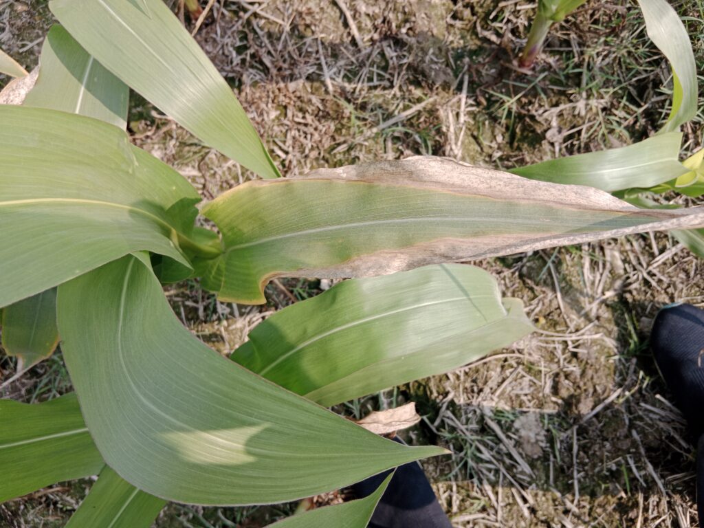 it is important to understand the causes of potassium deficiency, identify its symptoms, and managing potassium deficiency in maize effectively.