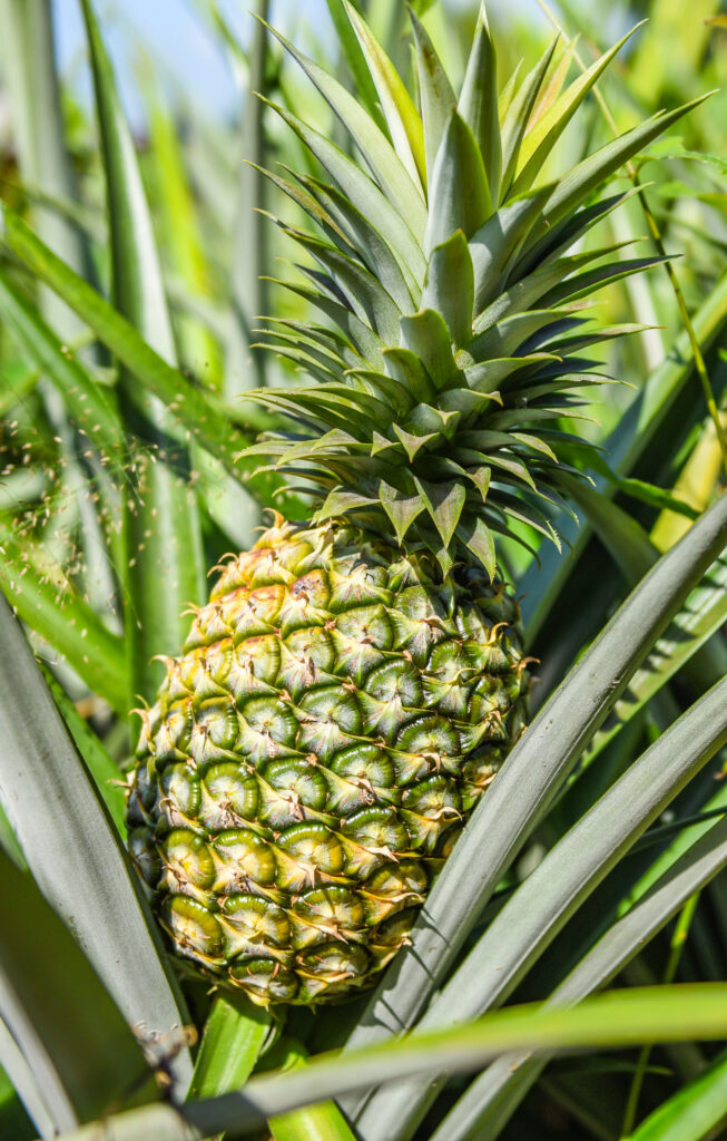 Pineapple Farming Profit Per Acre