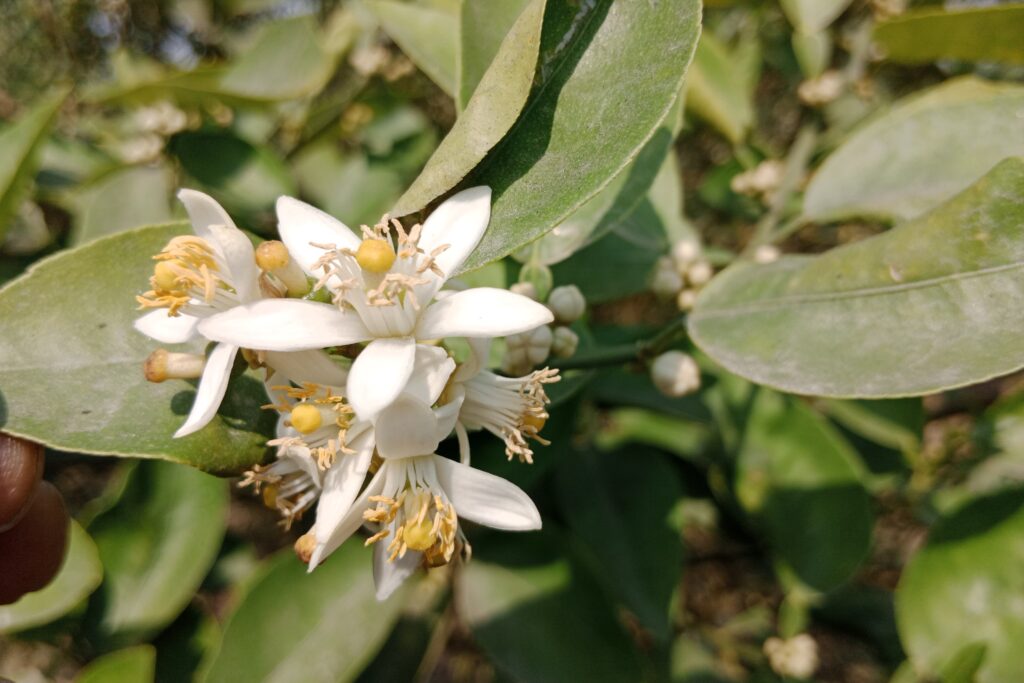 11 Interesting Facts About Lemon Flowers
