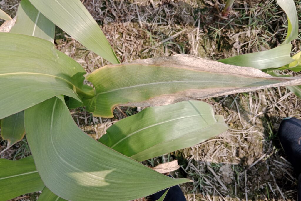 Managing Potassium Deficiency in Maize