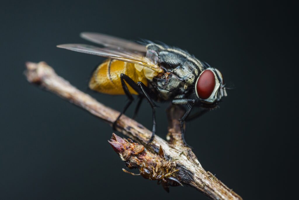 Identification and management of Diptera: Flies and Midges