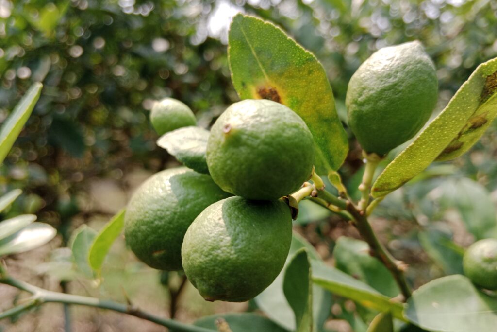 Lemon Farming Profit Per Acre