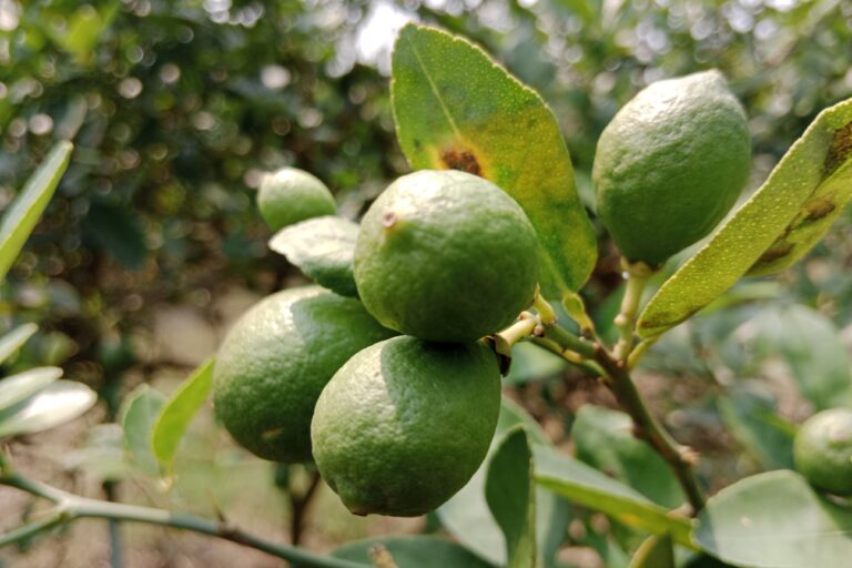 Lemon Farming Profit Per Acre