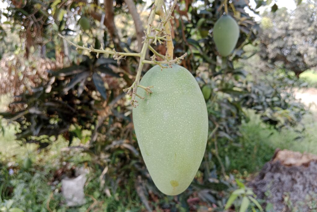 Mango Farming Profit per Hectare