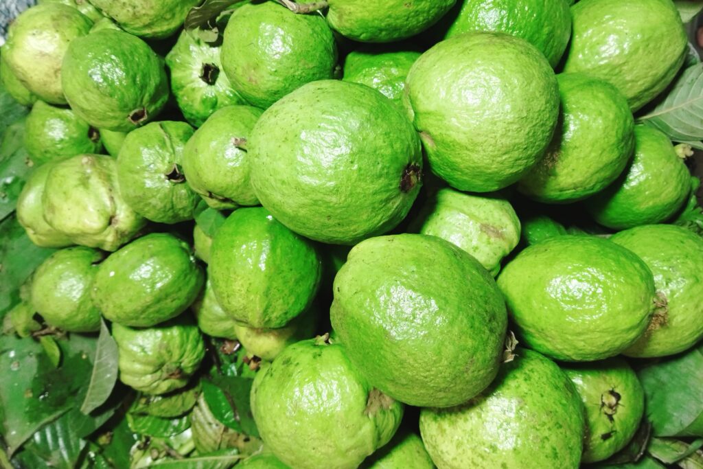 Guava Farming Profit from One Hectare in Nepal