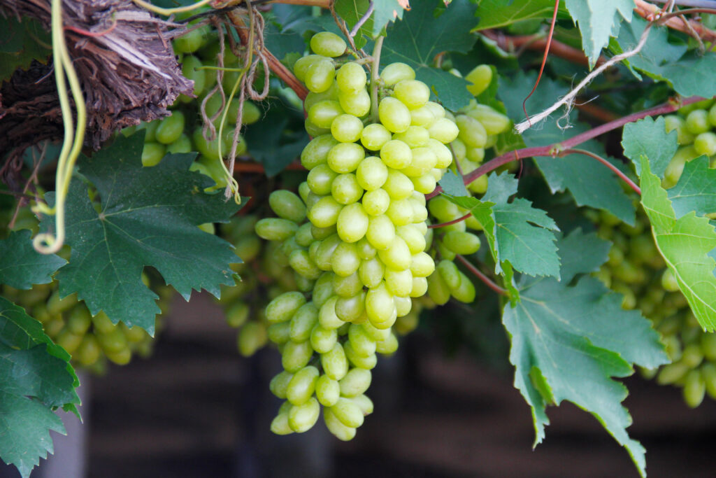 Grape Farming Profit Per Hectare in Nepal: