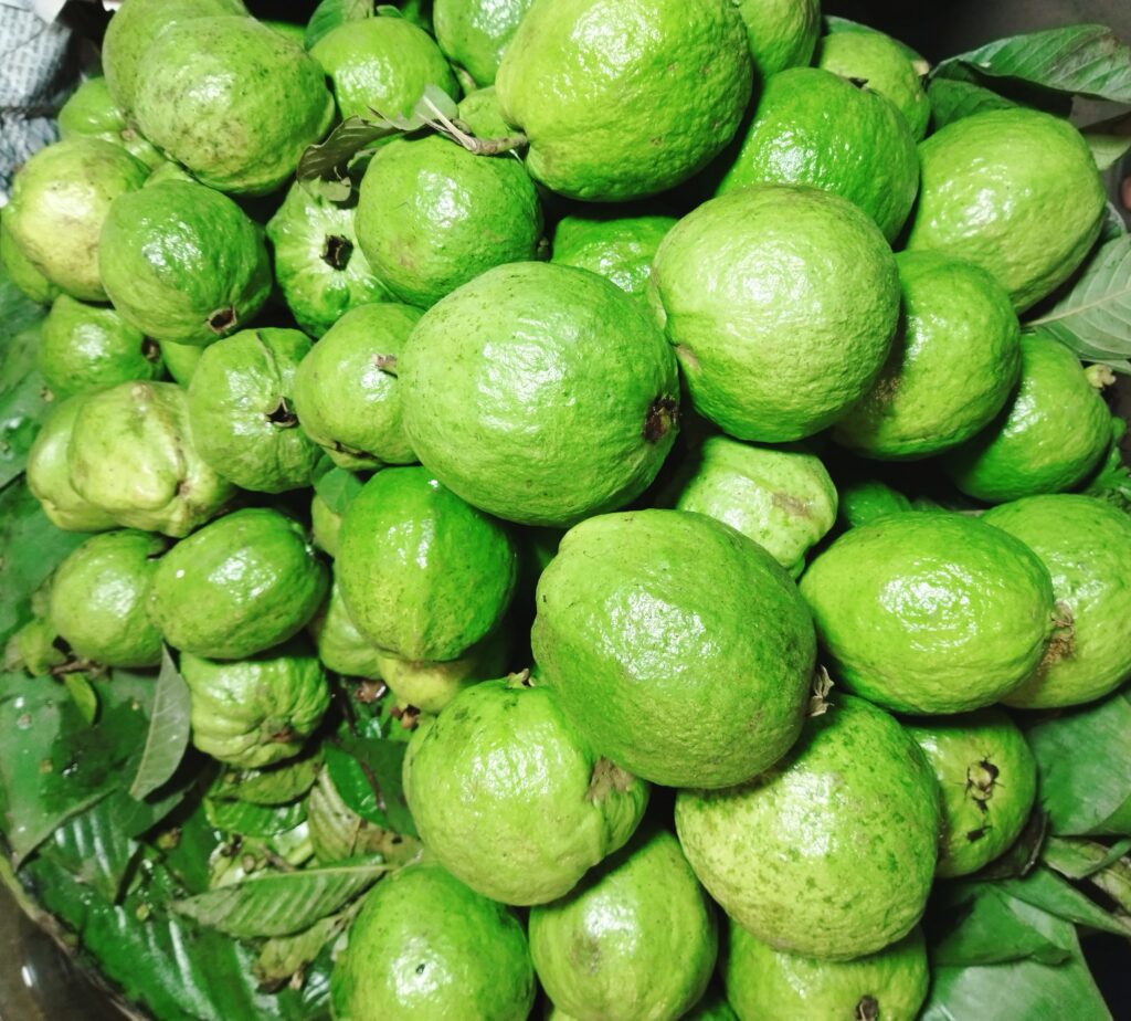 Guava Farming Profit from One Hectare in Nepal