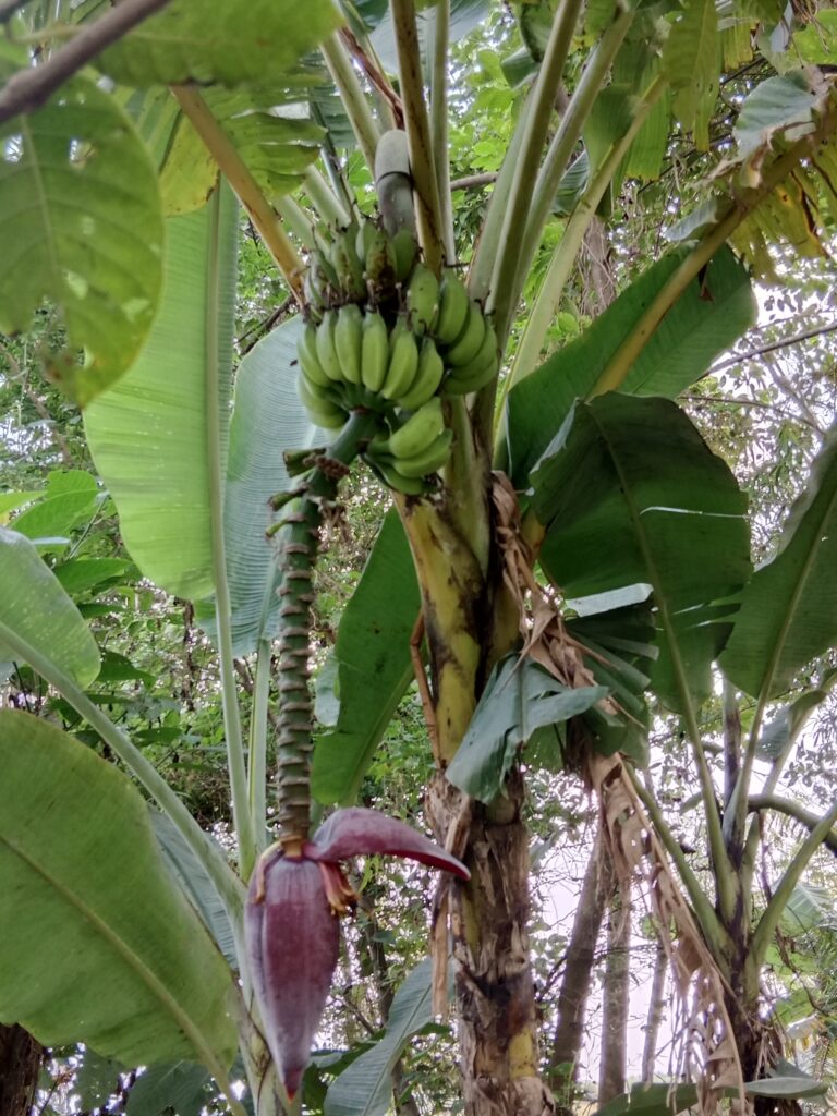 Banana Farming Profit Per Acre