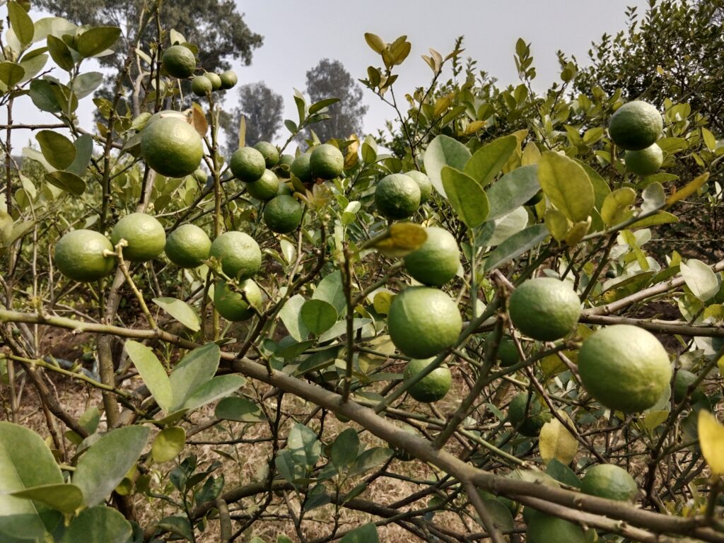 Lemon Farming Profit Per Acre