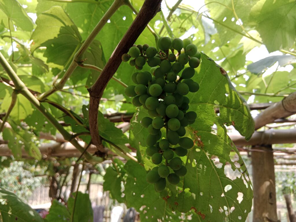 Grape Farming Profit Per Hectare