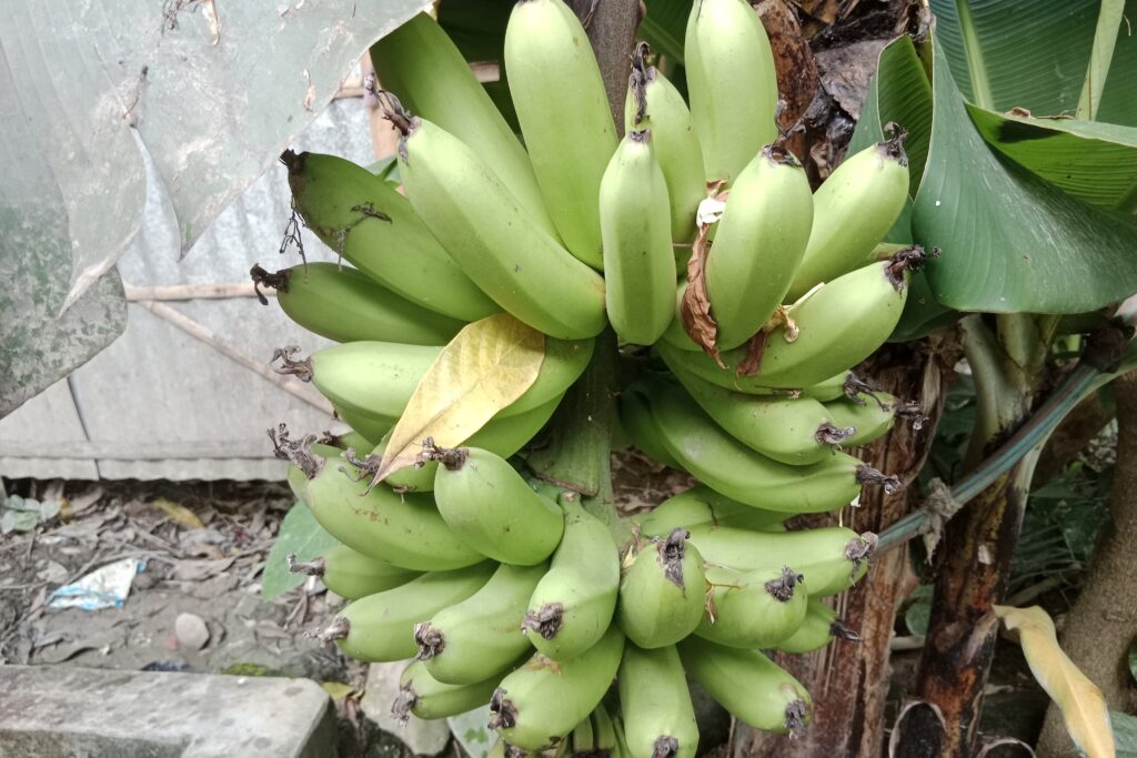 Banana Fertilizer Schedule: A Step-by-Step Guide