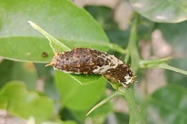 Identification and management of lepidoptera in Agriculture
