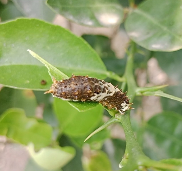 Identification and management of lepidoptera in Agriculture