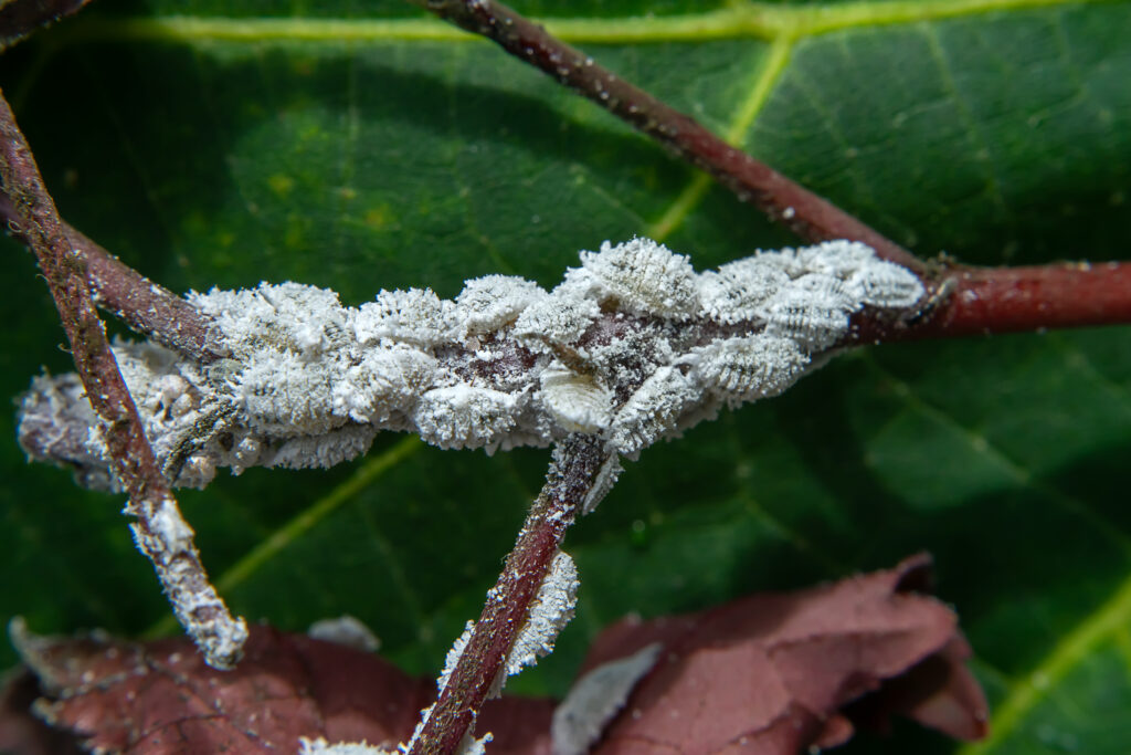 Mealybugs: Characteristics, Ecology, and Agricultural Impact