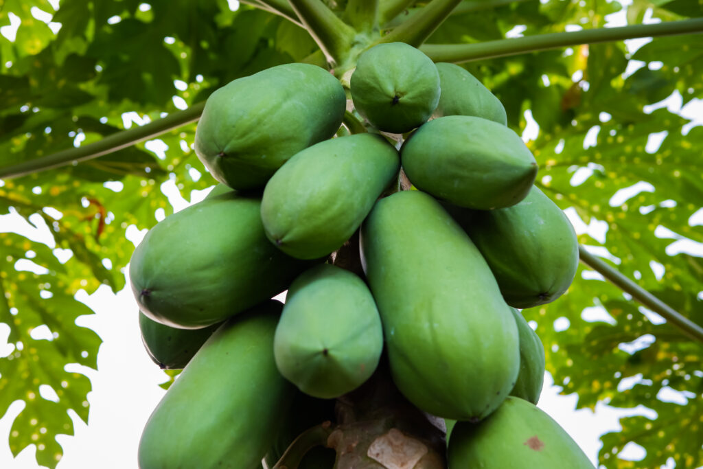 Papaya Farming Profit Per Hectare in Nepal