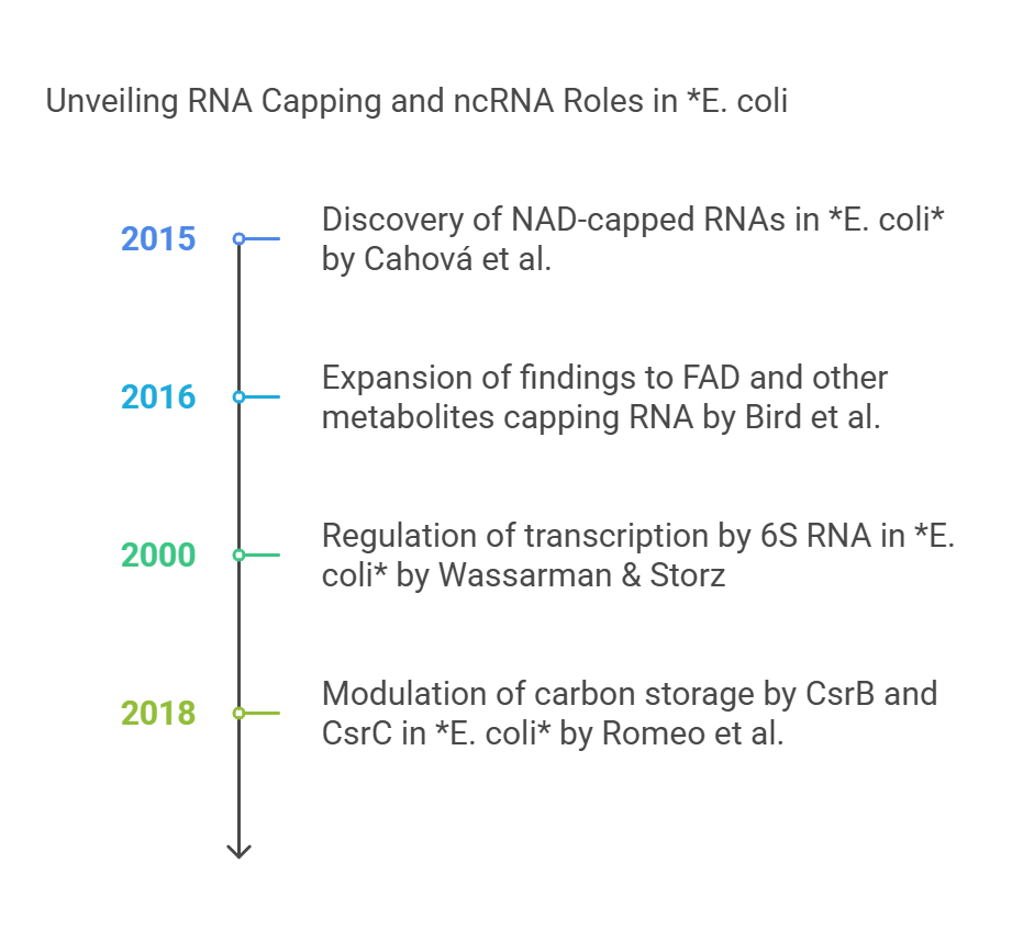 Role of RNA Capping in Regulation of E. coli Metabolism