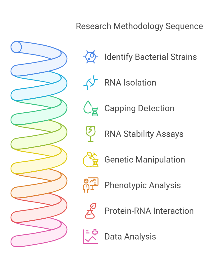 Role of RNA Capping in Regulation of E. coli Metabolism