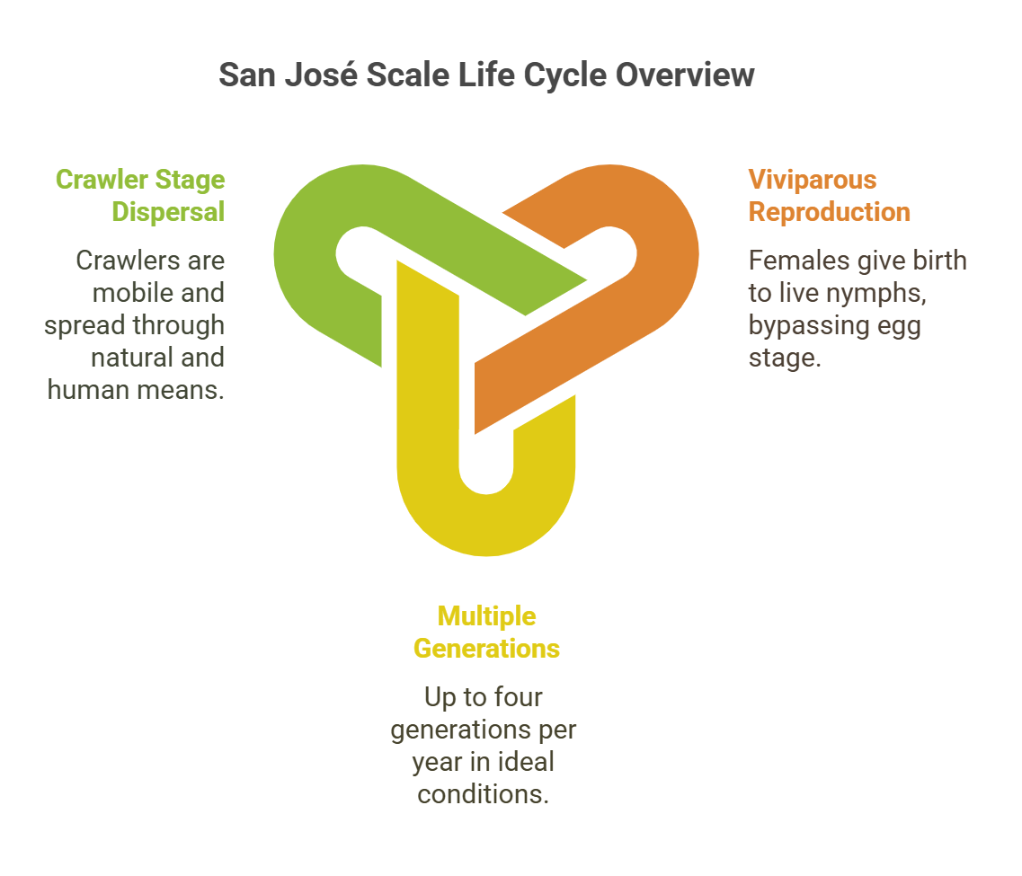 San Jose Scale: The Undeniable Destructive Pest