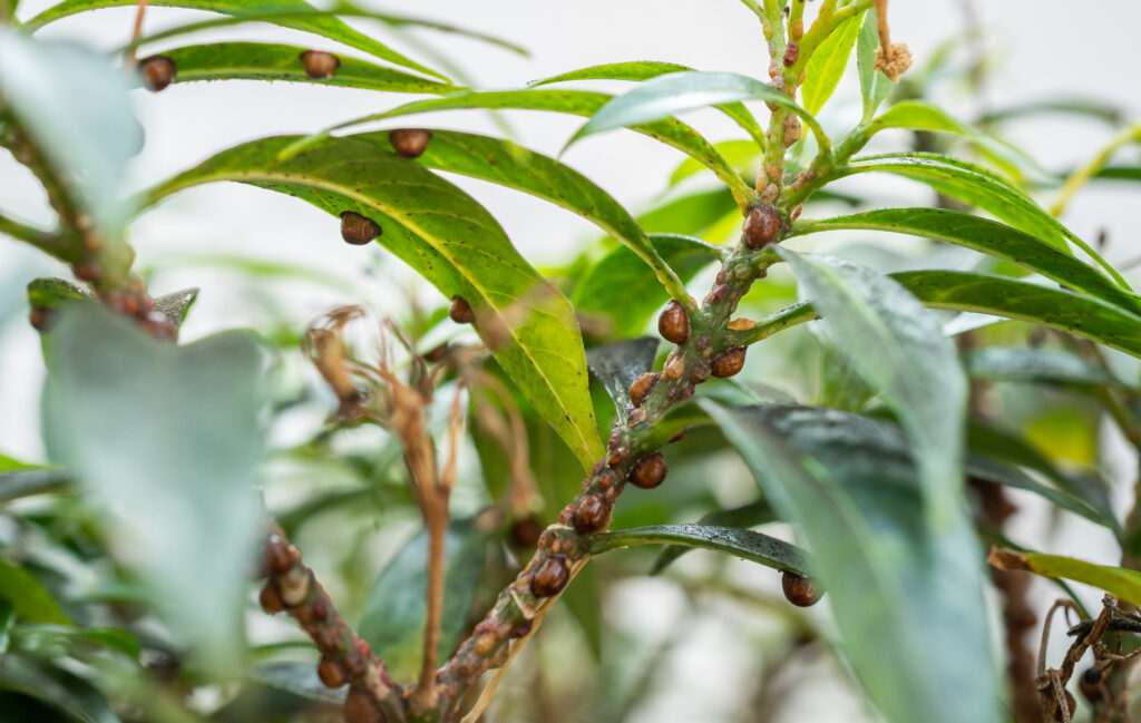 Understanding Brown Soft Scale: A Highly Effective Pest Guide