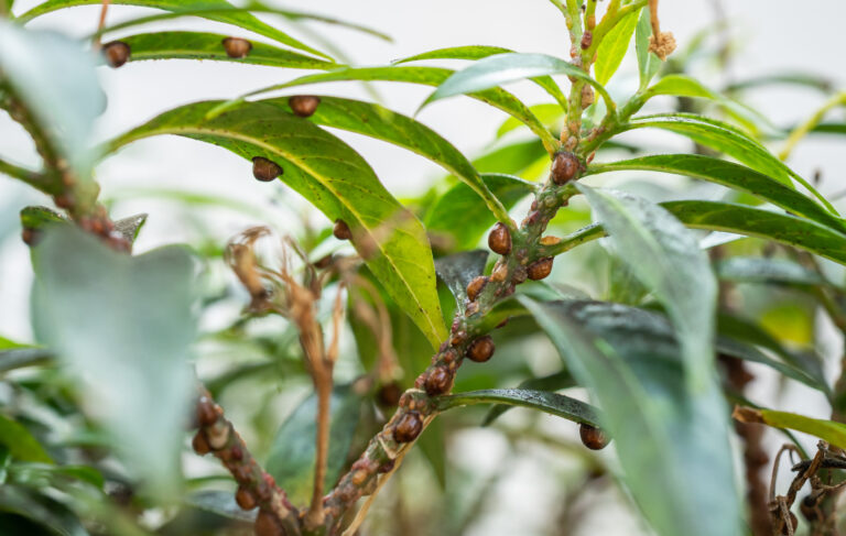 Understanding Brown Soft Scale: A Highly Effective Pest Guide