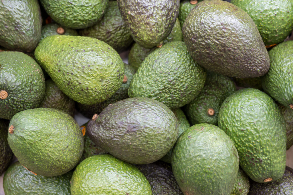 Avocado Farming Profit Per Acre