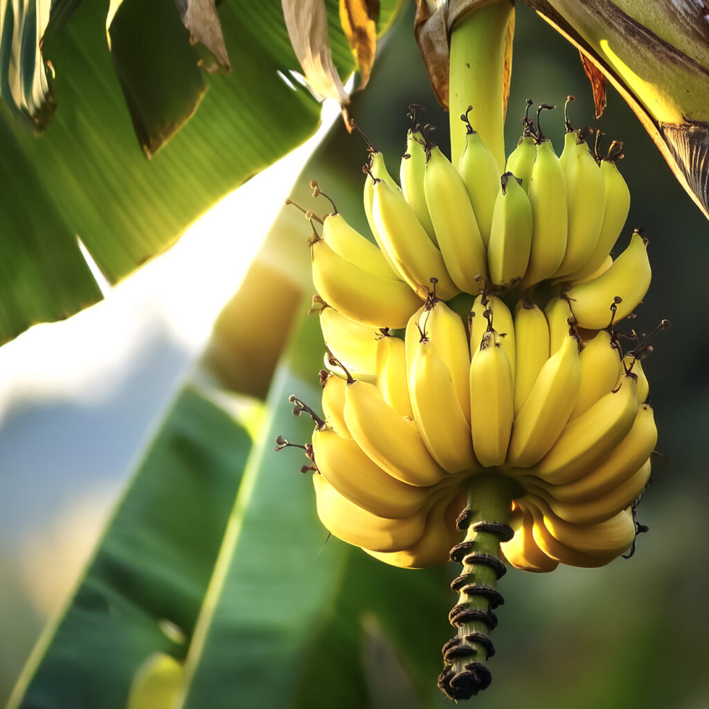 Banana Fertilizer Schedule: A Step-by-Step Guide