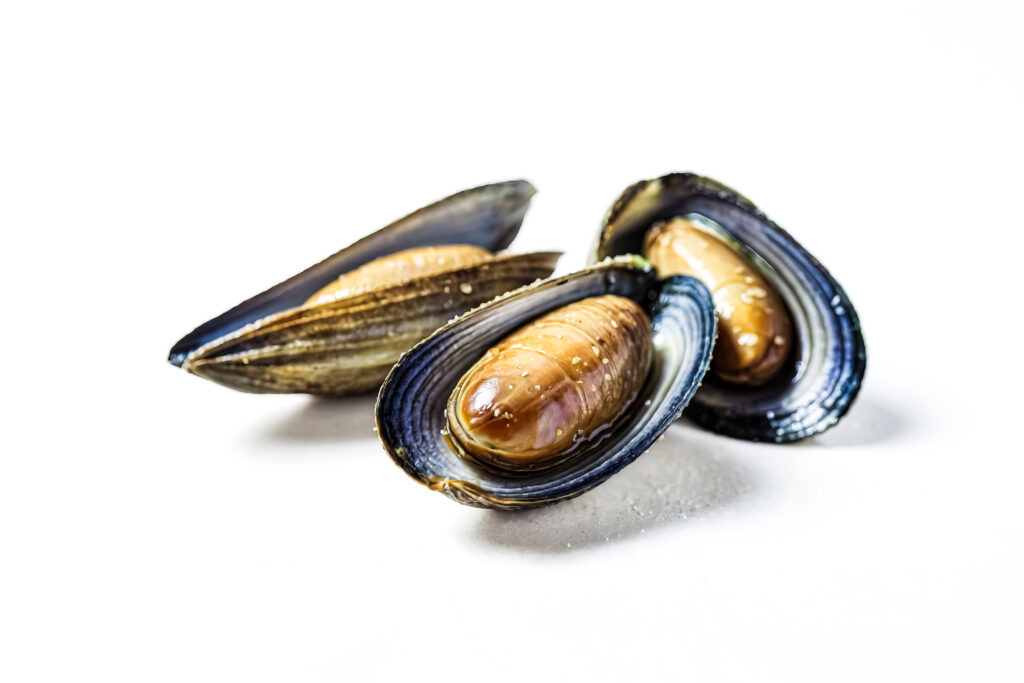 Mussel Scale