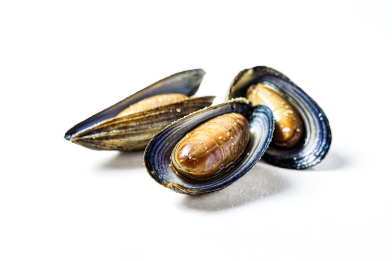 Mussel Scale
