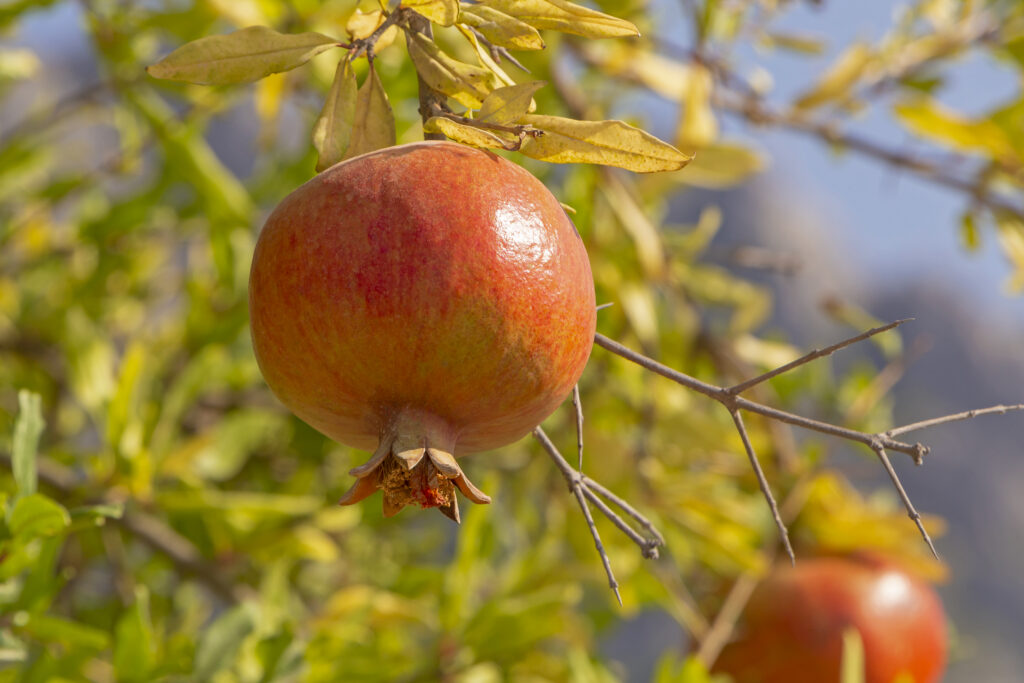 Pomegranate Farming Profit Per Acre