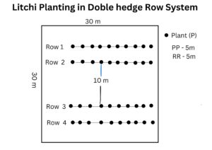 Comprehensive Guide to Litchi Cultivation