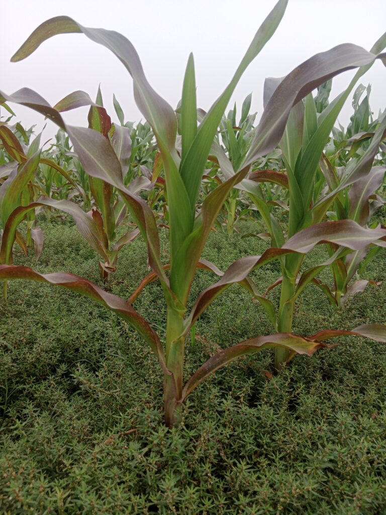 Understanding and Managing Phosphorus Deficiency in Maize