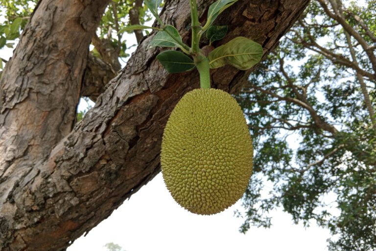 Comprehensive Guide to Jackfruit Cultivation