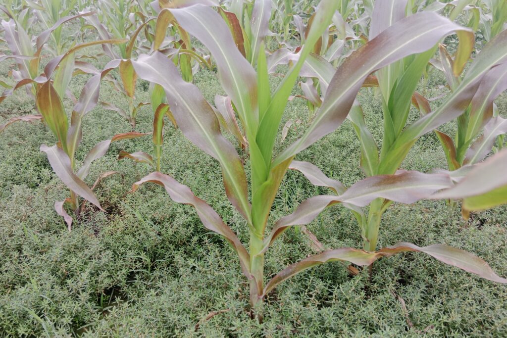 Understanding and Managing Phosphorus Deficiency in Maize