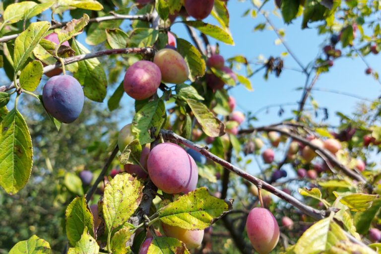 Plum Farming Profit Per Acre