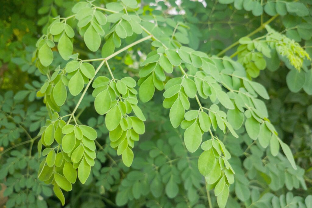 The Complete Guide to Moringa Cultivation