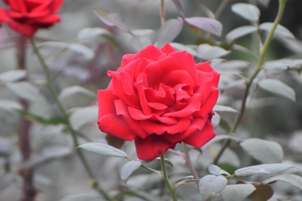 The Complete Guide to Potted Miniature Roses (Rosa hybrida L.)