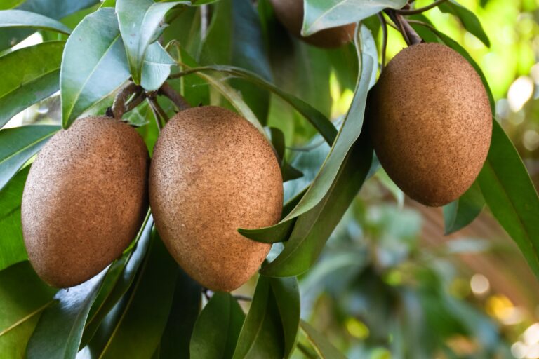 Comprehensive Guide to Sapota Cultivation