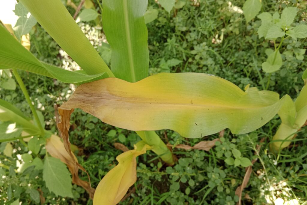 Understanding and Addressing Nitrogen Deficiency in Maize