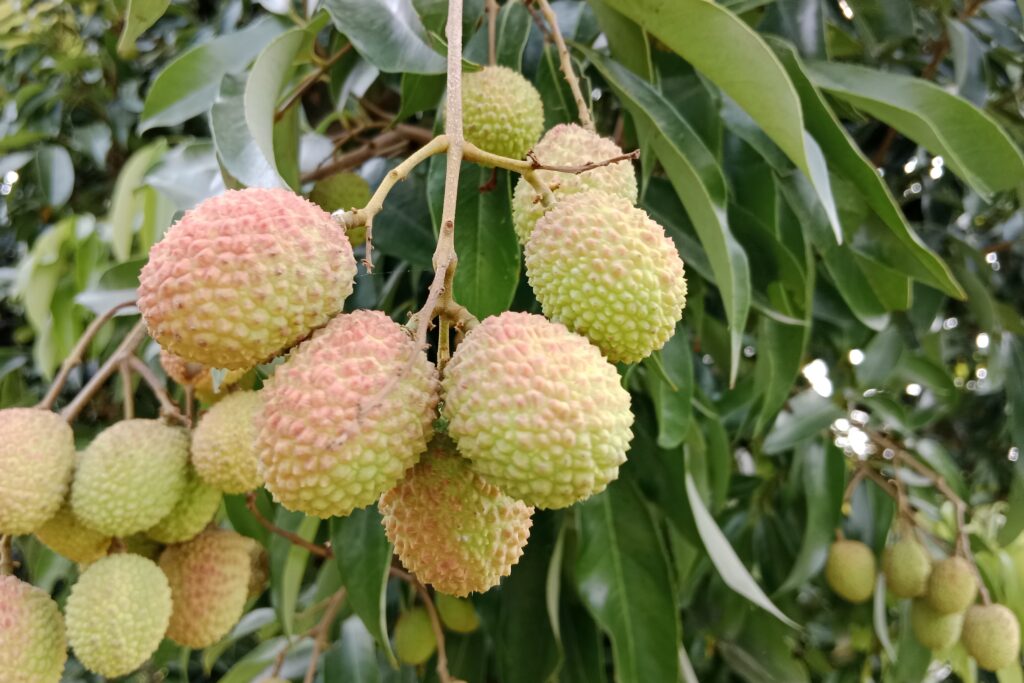 Comprehensive Guide to Litchi Cultivation: Planting to Harvesting