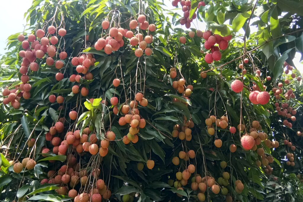 Litchi Farming Profit Per Acre