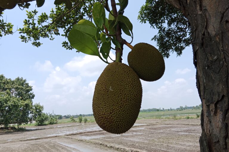 Jackfruit Farming Profit Per Acre