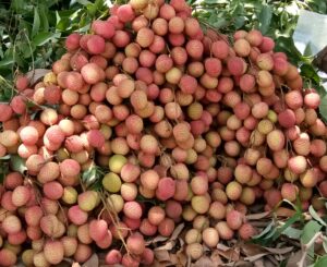 Litchi Farming Profit per Acre