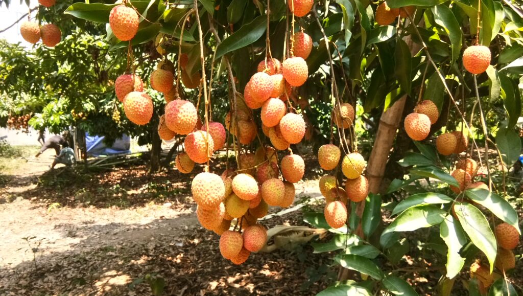 Litchi Farming Profit per Acre