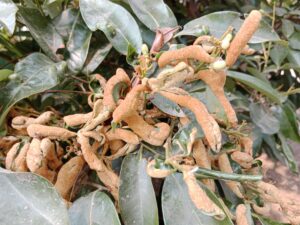 Comprehensive Guide to Litchi Cultivation
