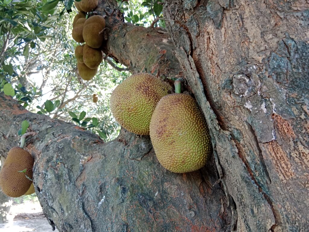 Comprehensive Guide to Jackfruit Cultivation