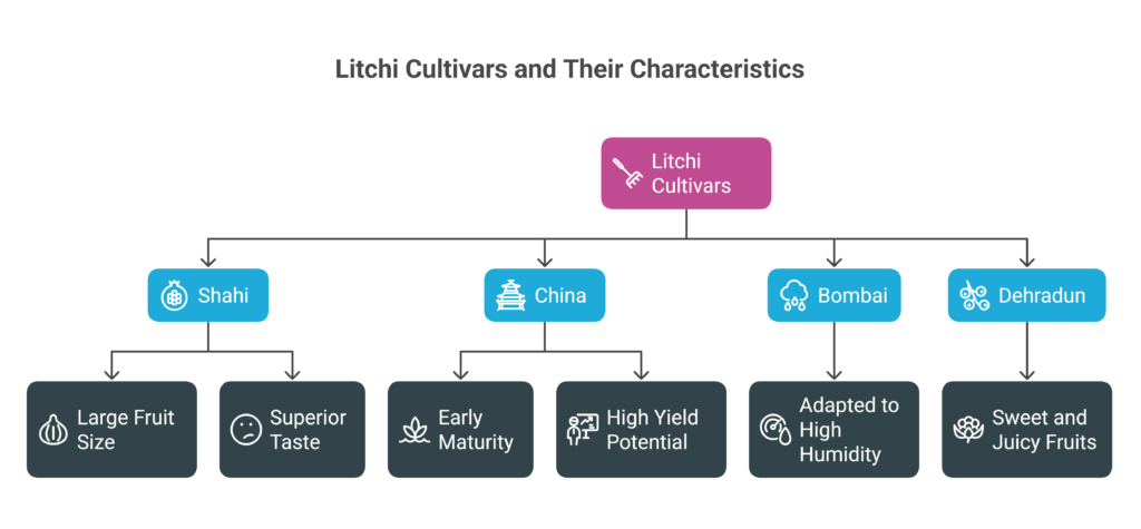 Comprehensive Guide to Litchi Cultivation