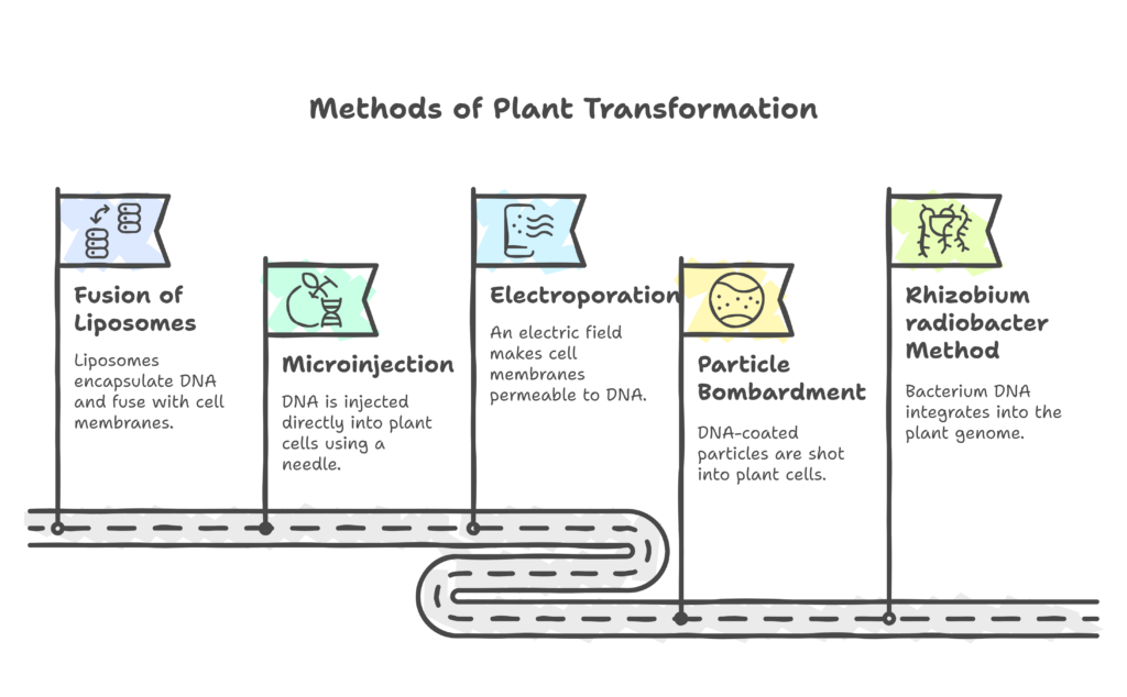Reporter Genes and Plant Transformation