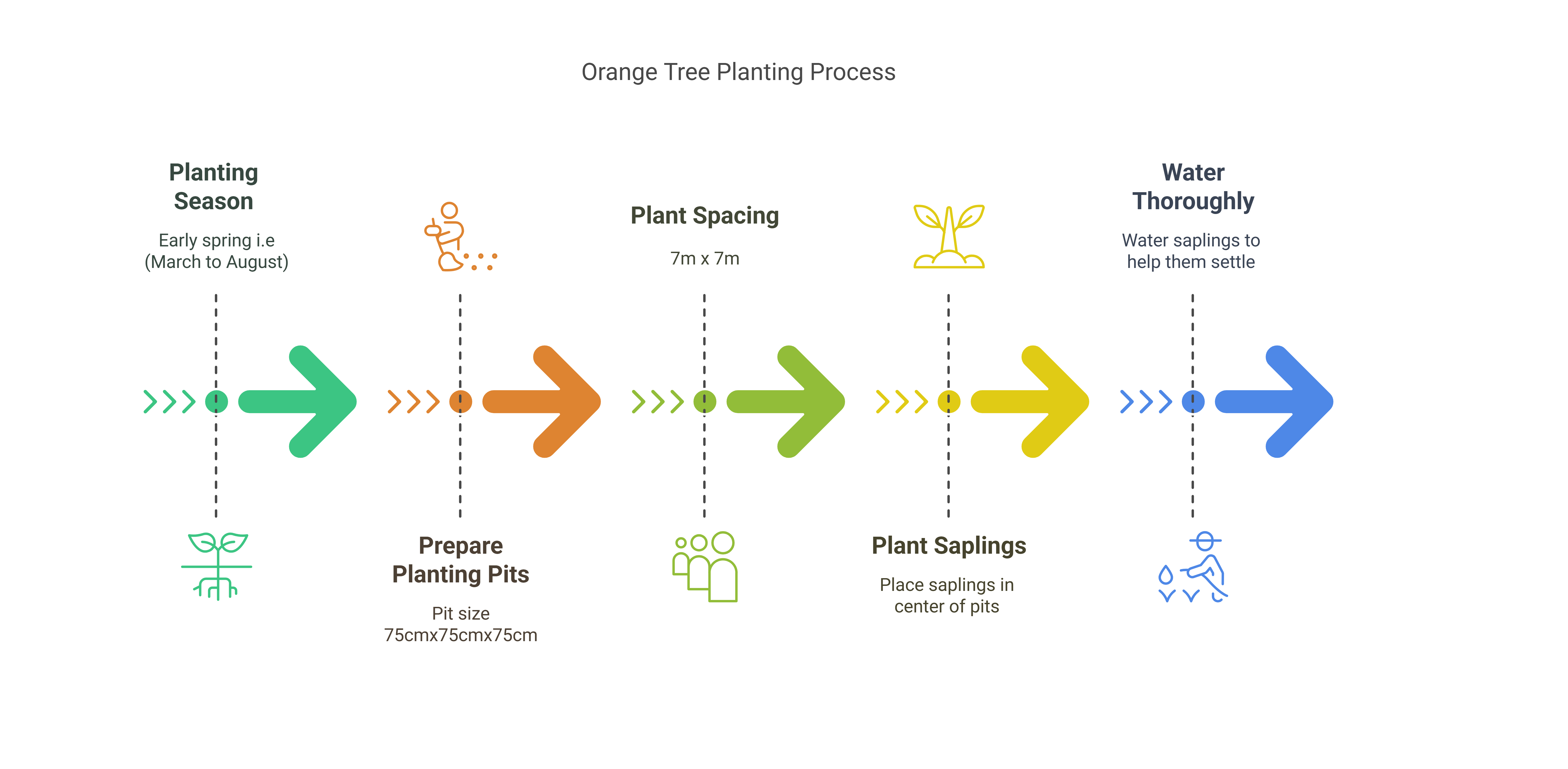 Comprehensive Guide to Orange Cultivation: Planting to Harvesting